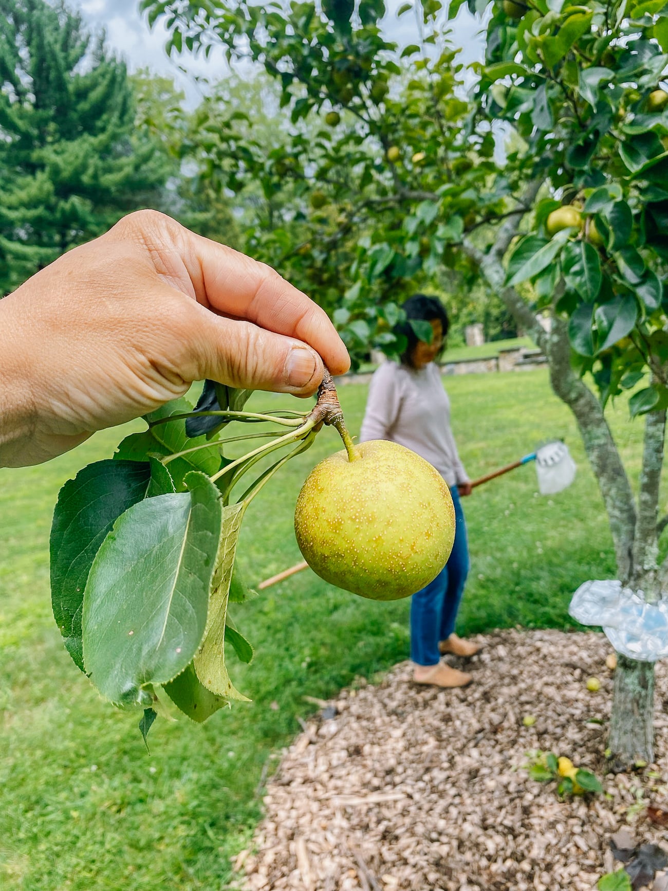 a freshly picked asian pear