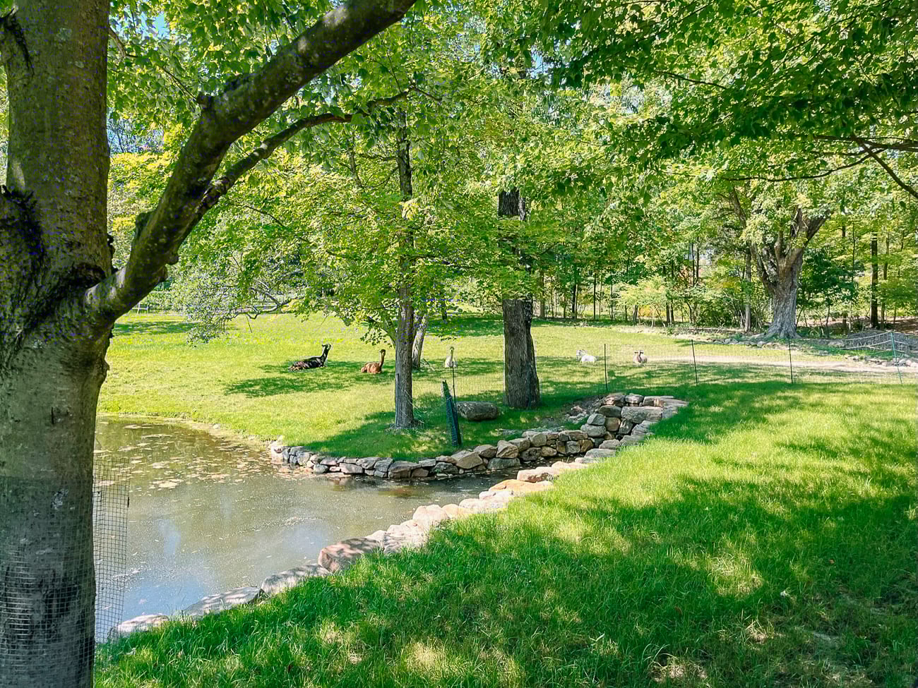 alpacas, llama, goats, enjoying summer