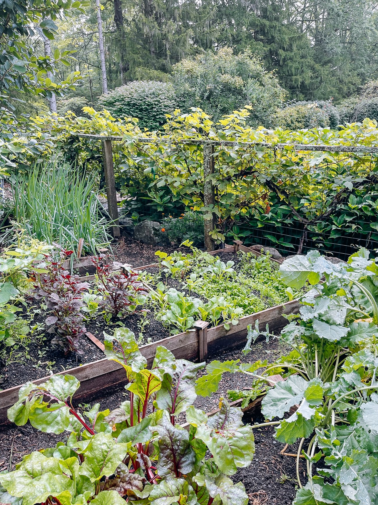 kitchen garden