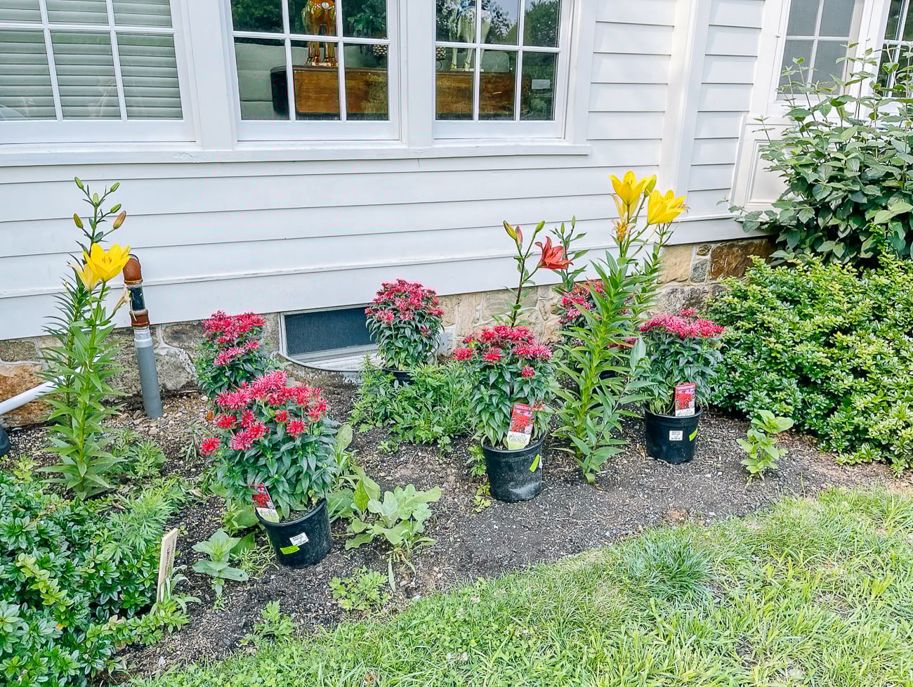 Bee Balm Plants ready to go into ground