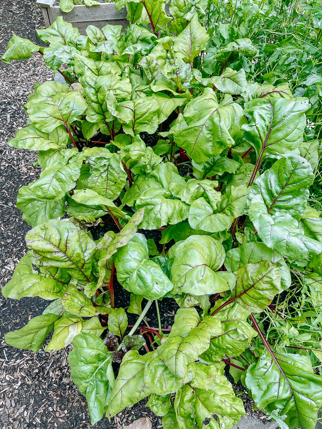 beet greens in garden