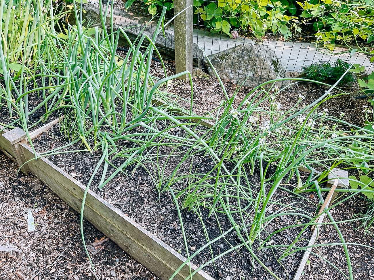 scallions growing