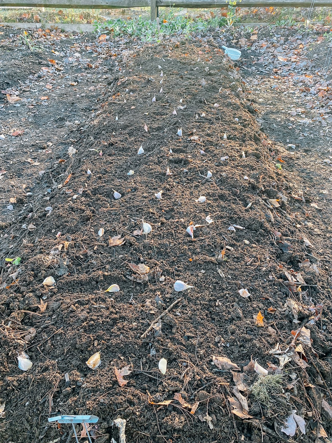 planting garlic cloves