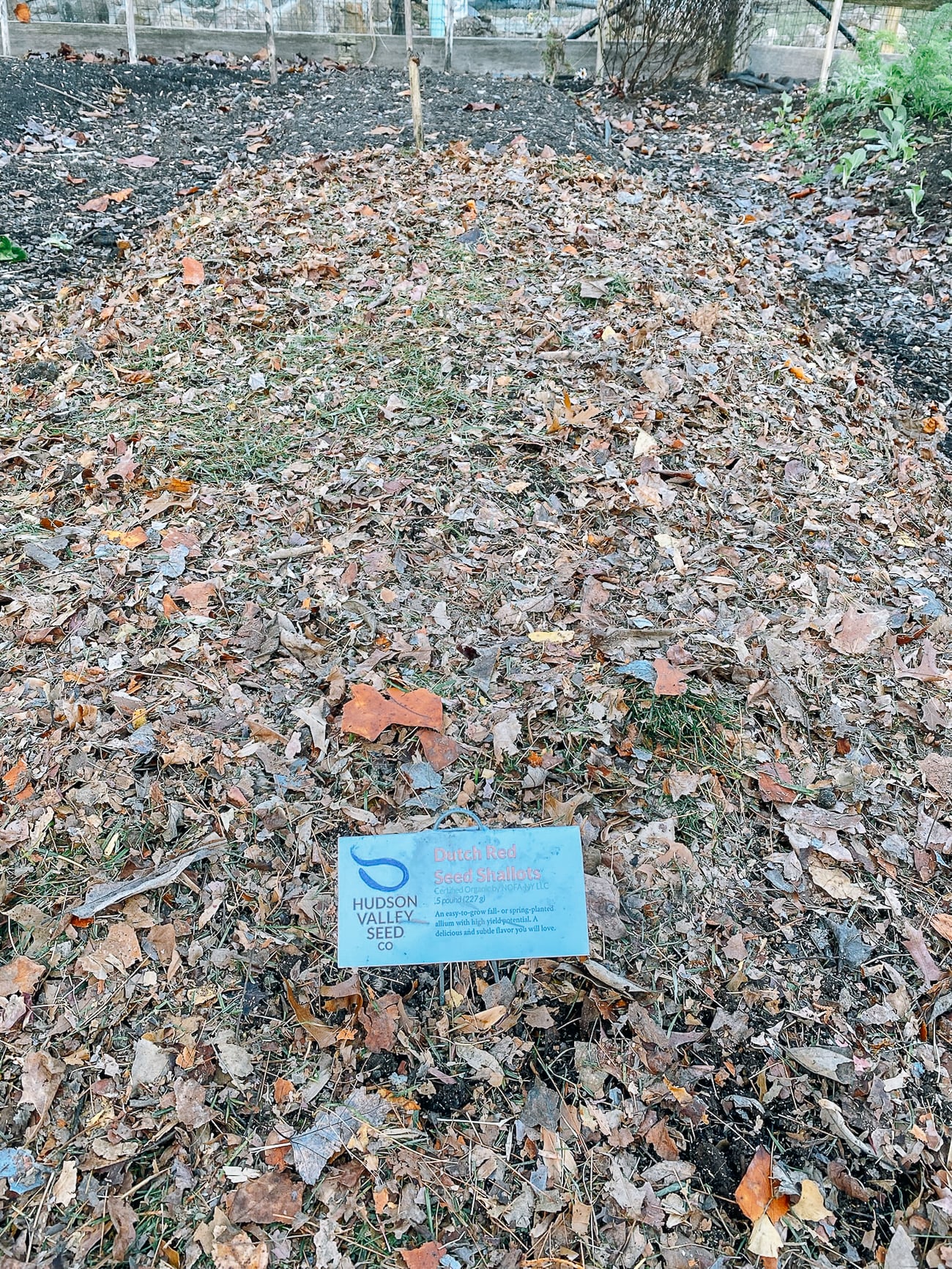 bed of shallots mulched with leaves
