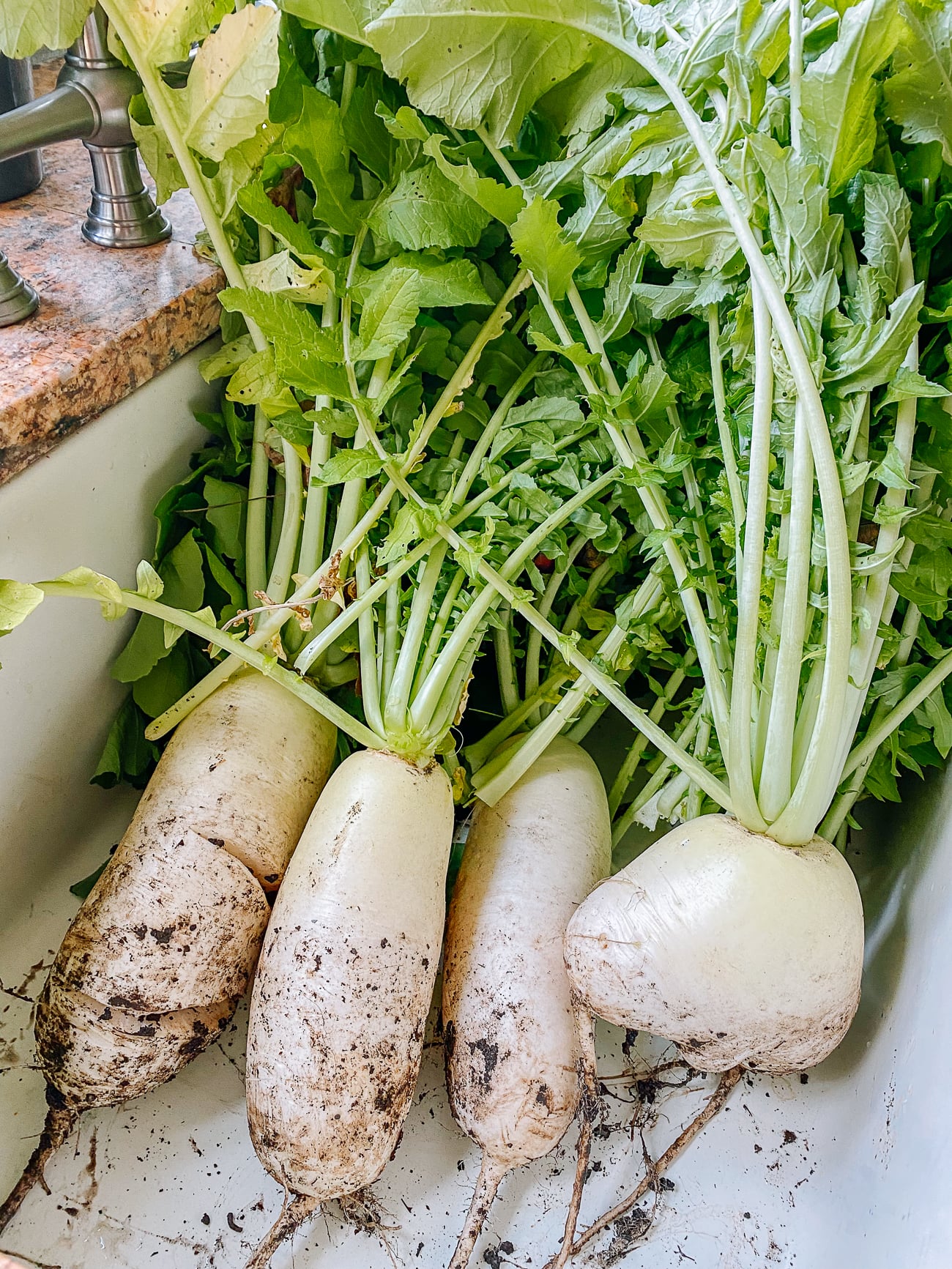 harvested daikon radishes