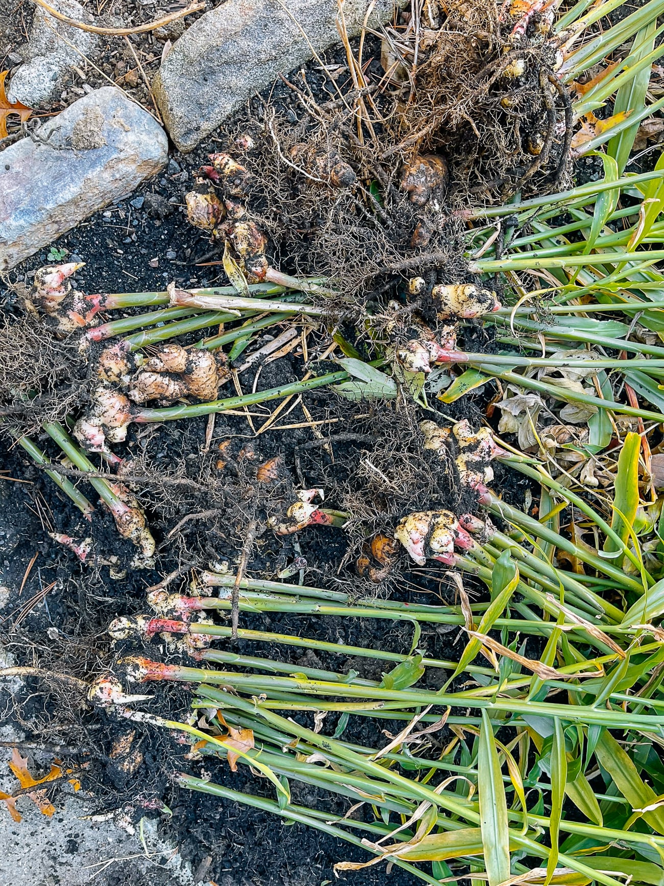 young ginger harvest