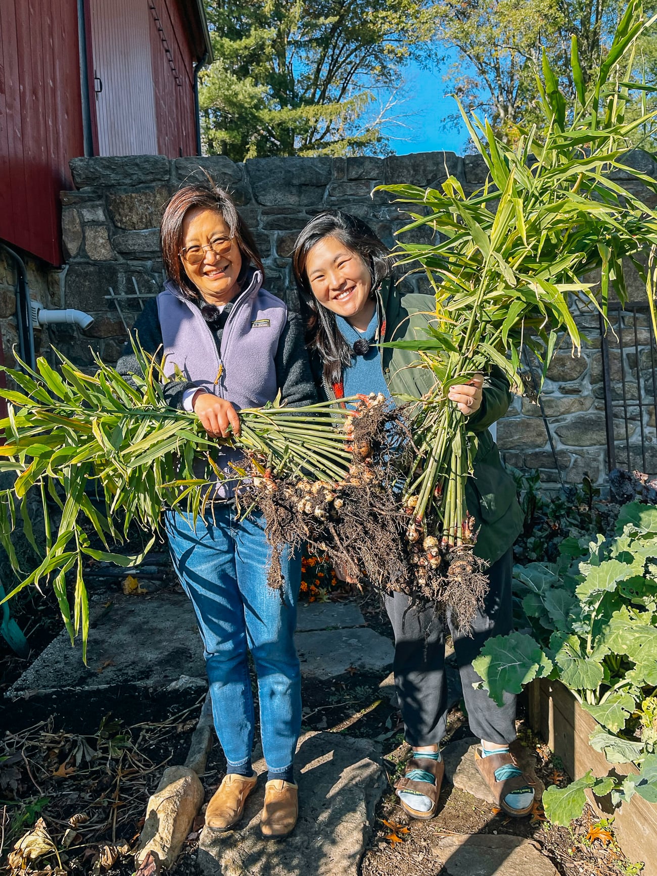 Judy and Sarah with ginger harvest