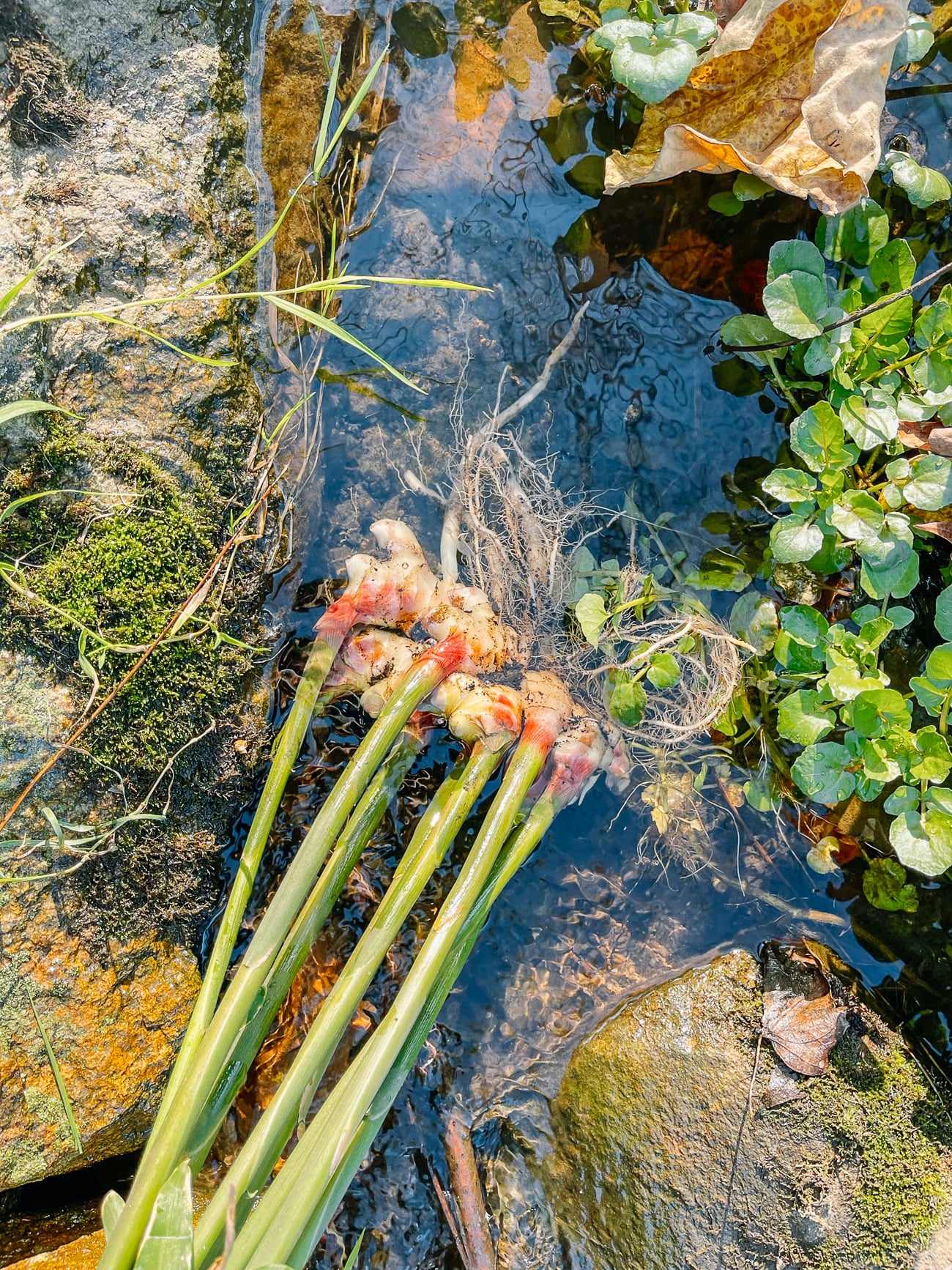 rinsing young ginger in stream