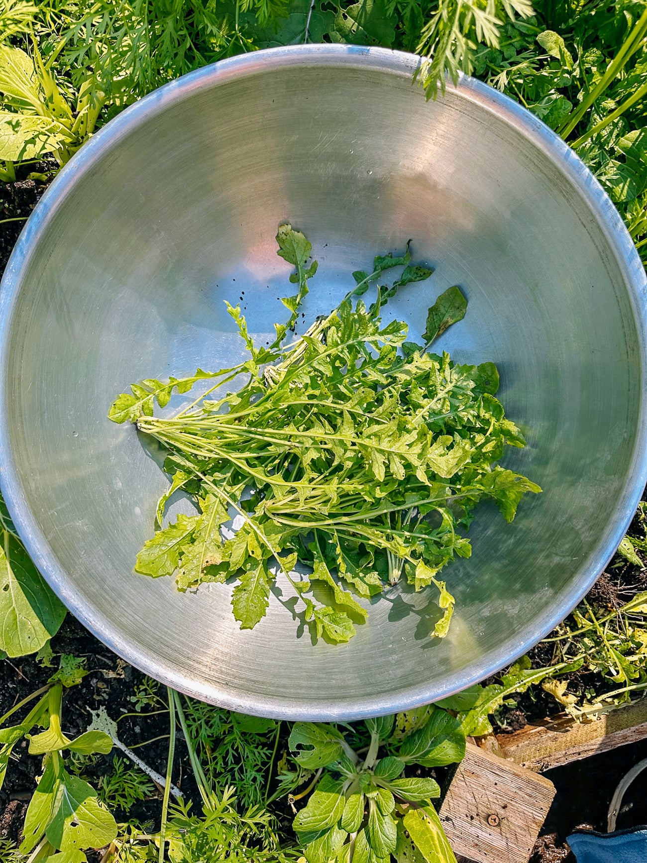 ji cai shepherd's purse harvest