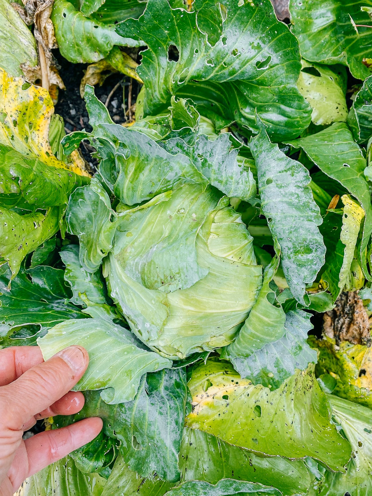 taiwanese flat cabbage in garden