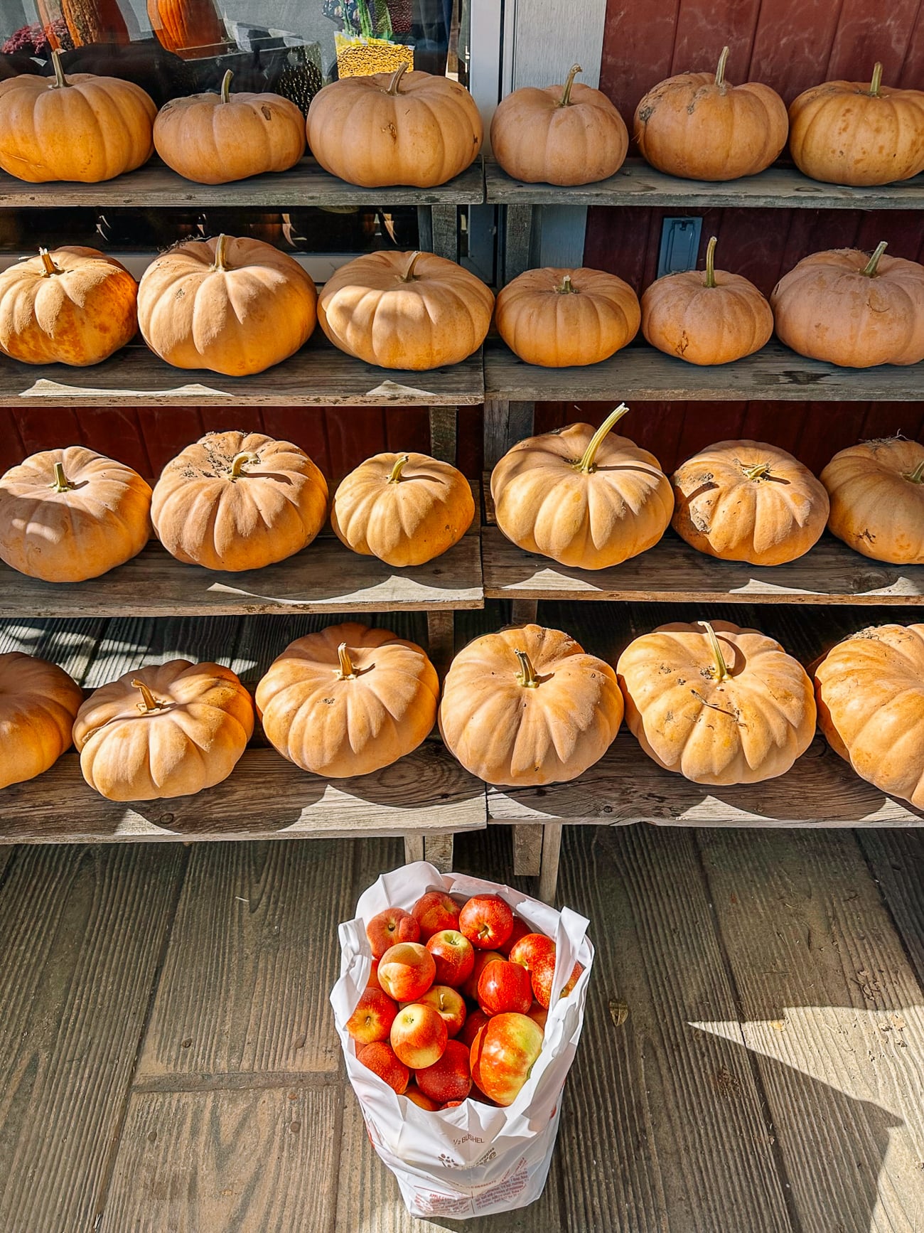 pumpkins for sale at a local farm