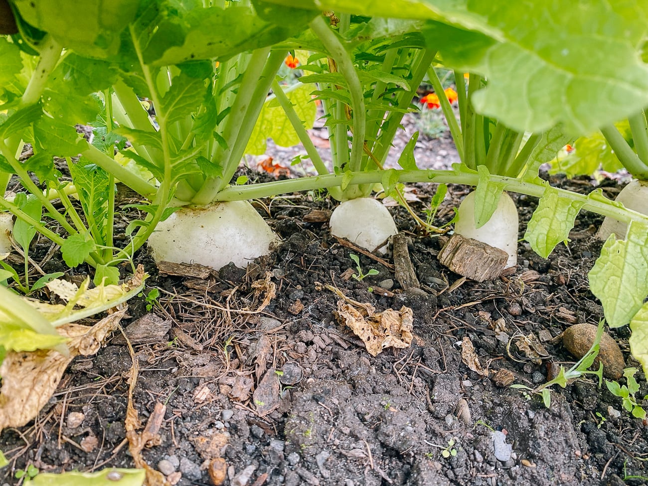 daikon radishes growing