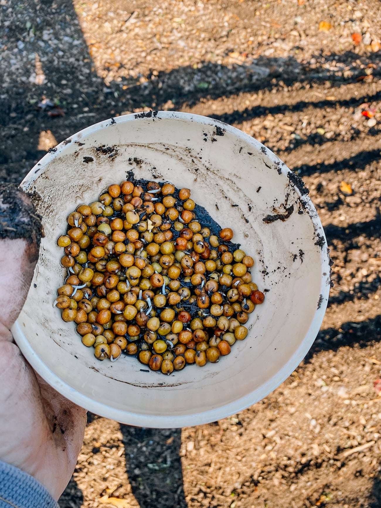 sprouted austrian winter peas for sowing
