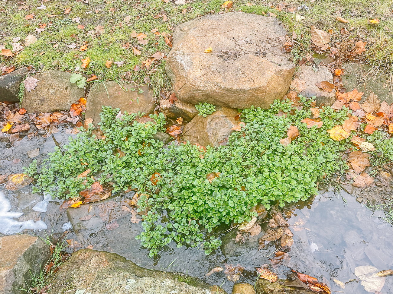 watercress growing