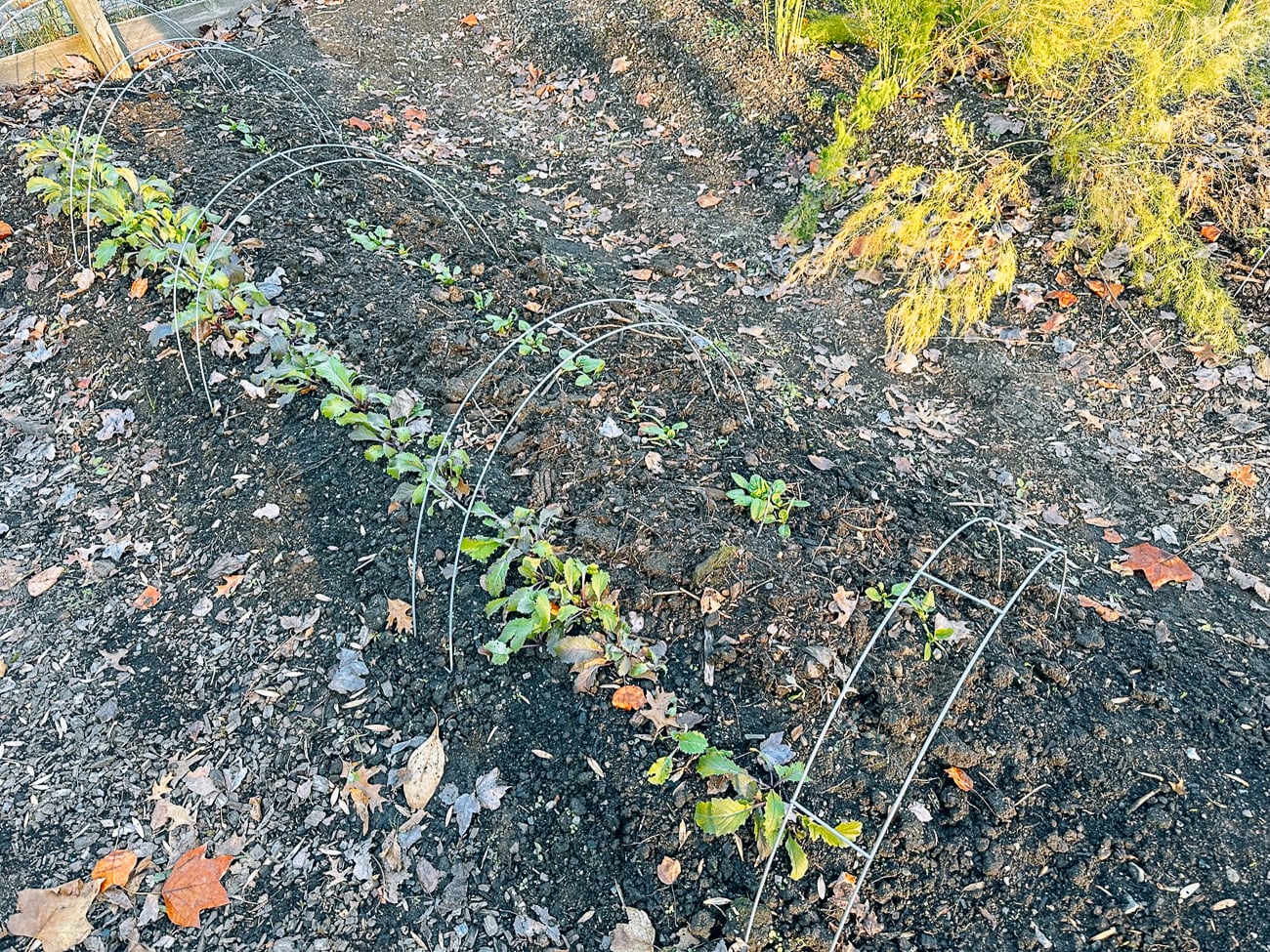 wire framing for fleece over leafy greens