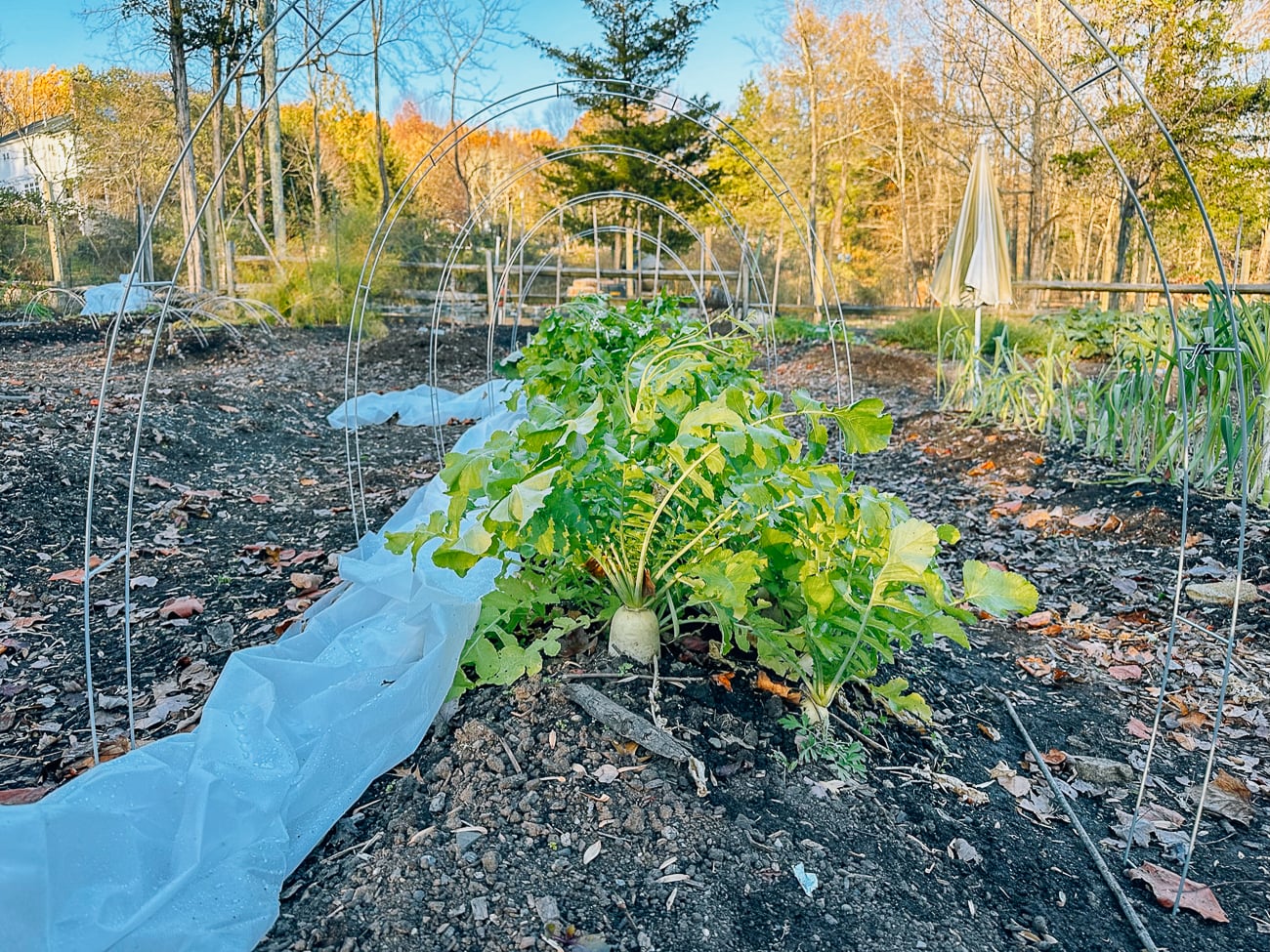 row of daikon radish plants