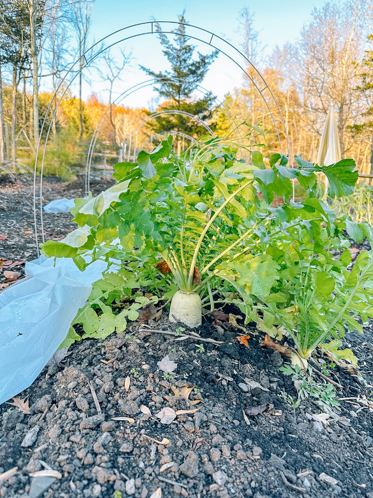 daikon radishes with greens