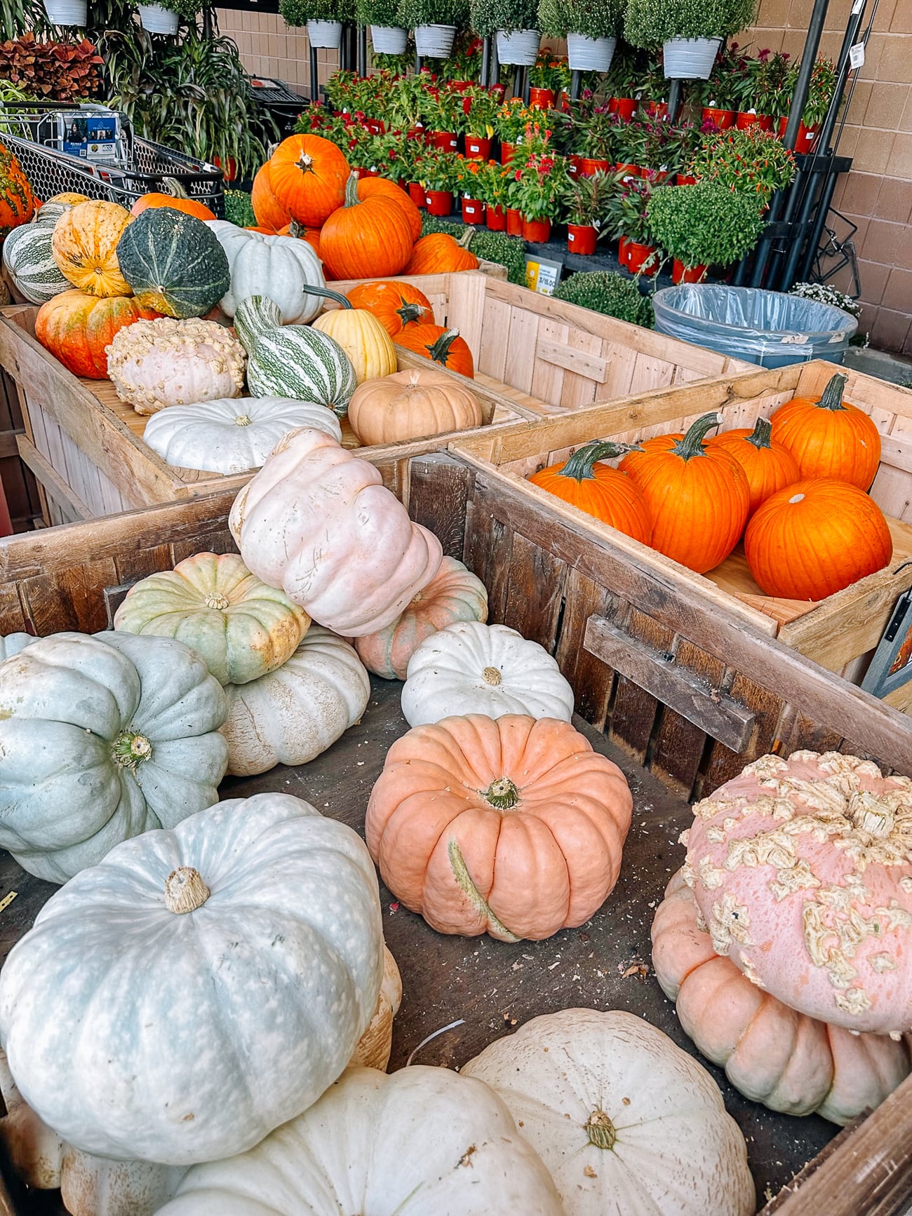 pumpkins and squashes for sale