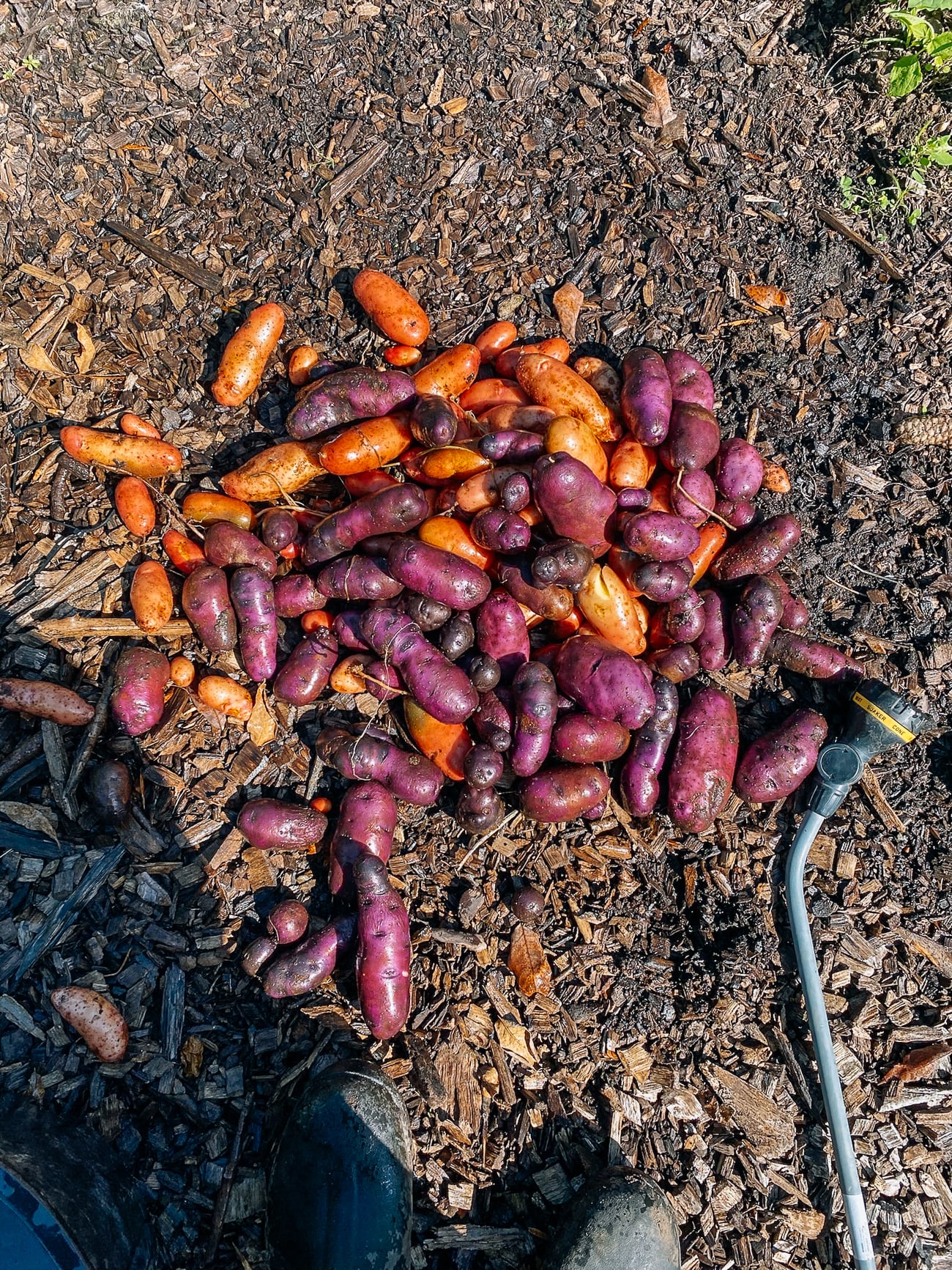 rinsing harvested potatoes off with hose