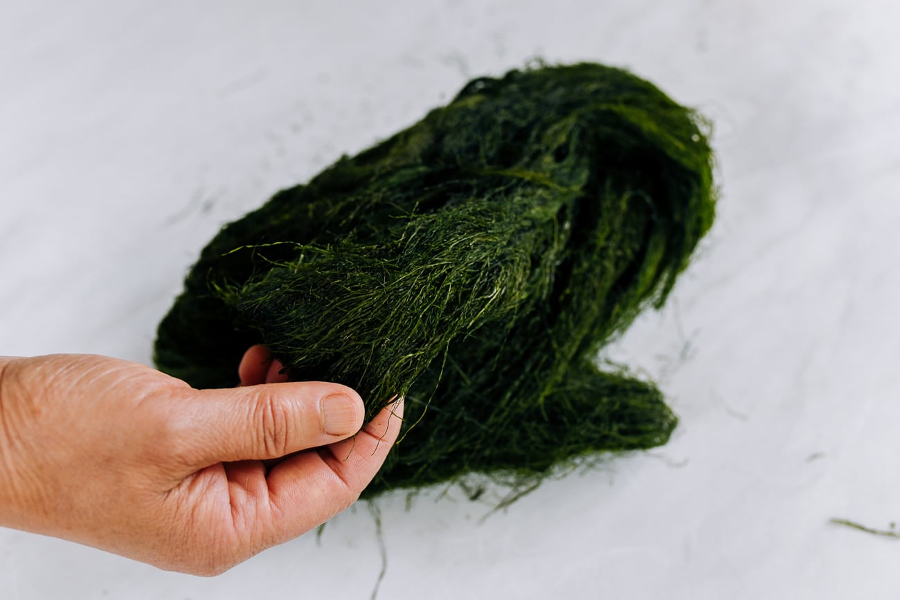 Ningbo taitiao seaweed 苔条