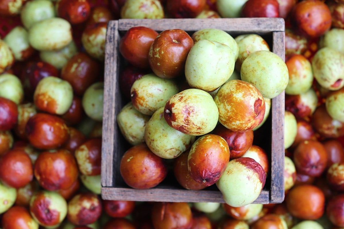 fresh jujube fruit
