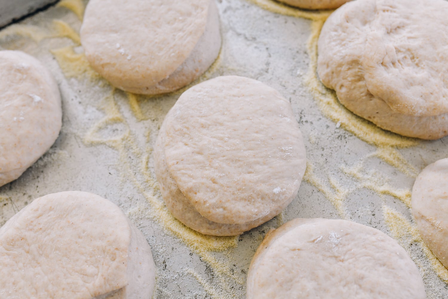 sourdough english muffins risen on baking sheet