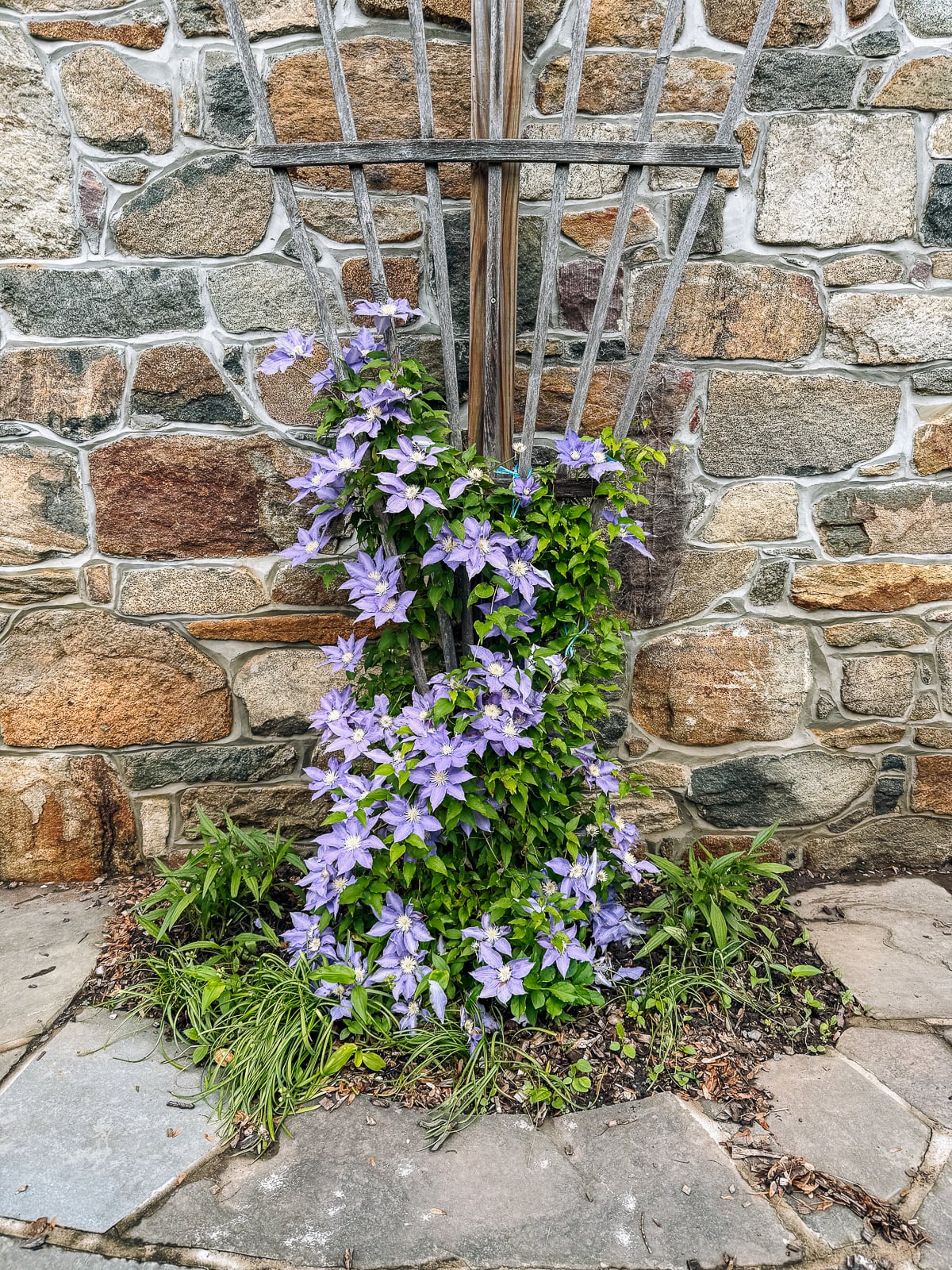 Clematis growing on trellis