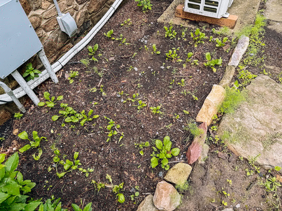 kitchen garden bed with vegetables