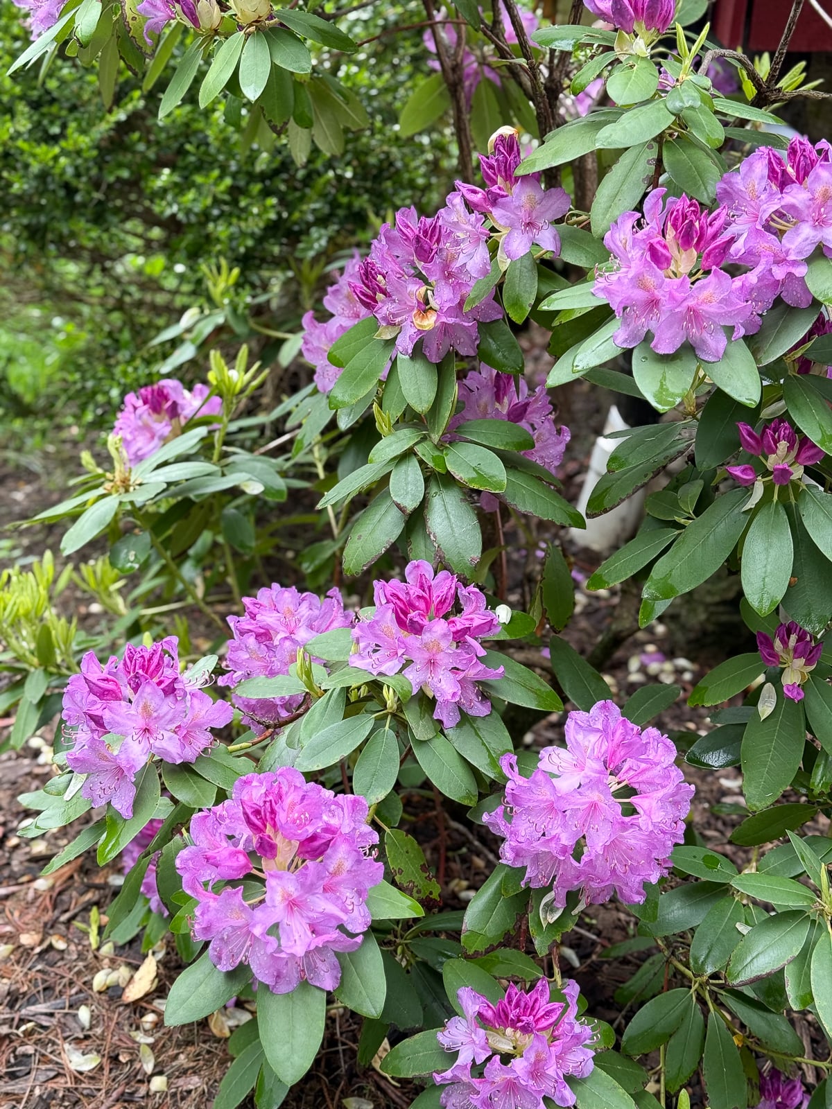 Rhododendron in bloom