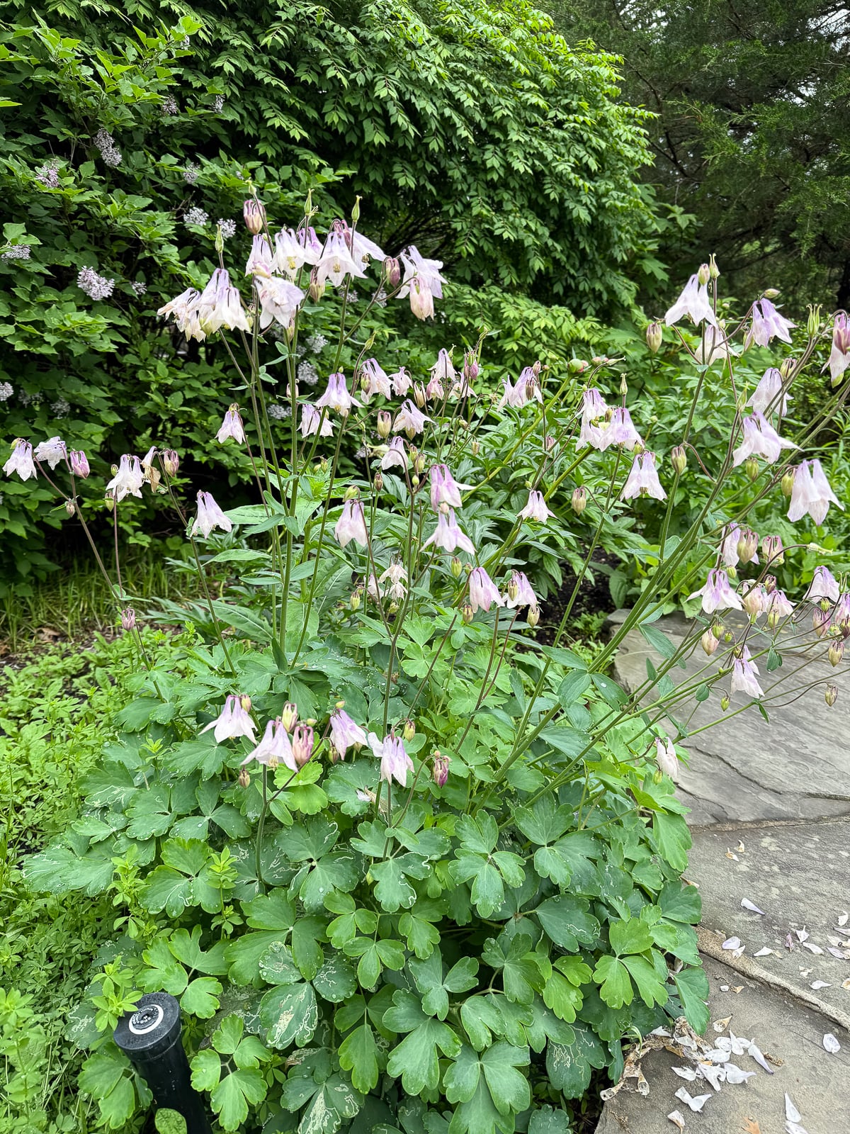 aquilegia