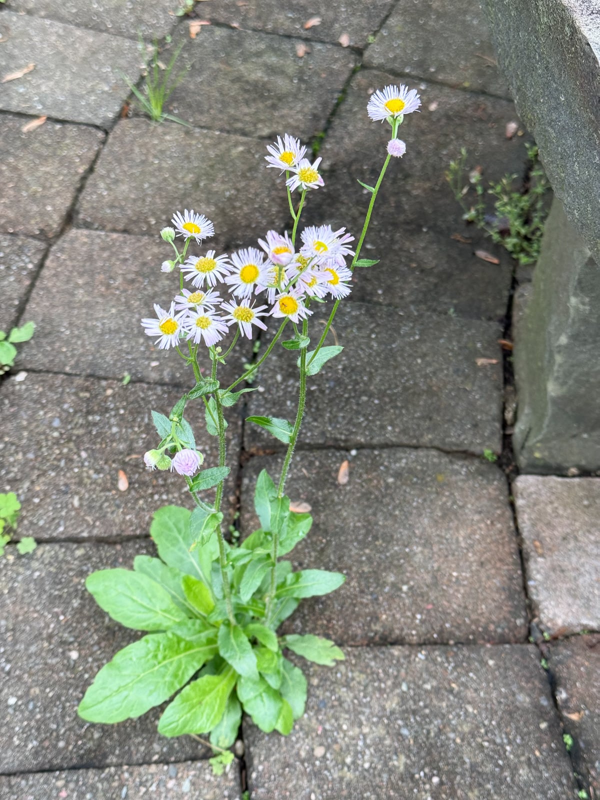 flower growing through cracks in pavers