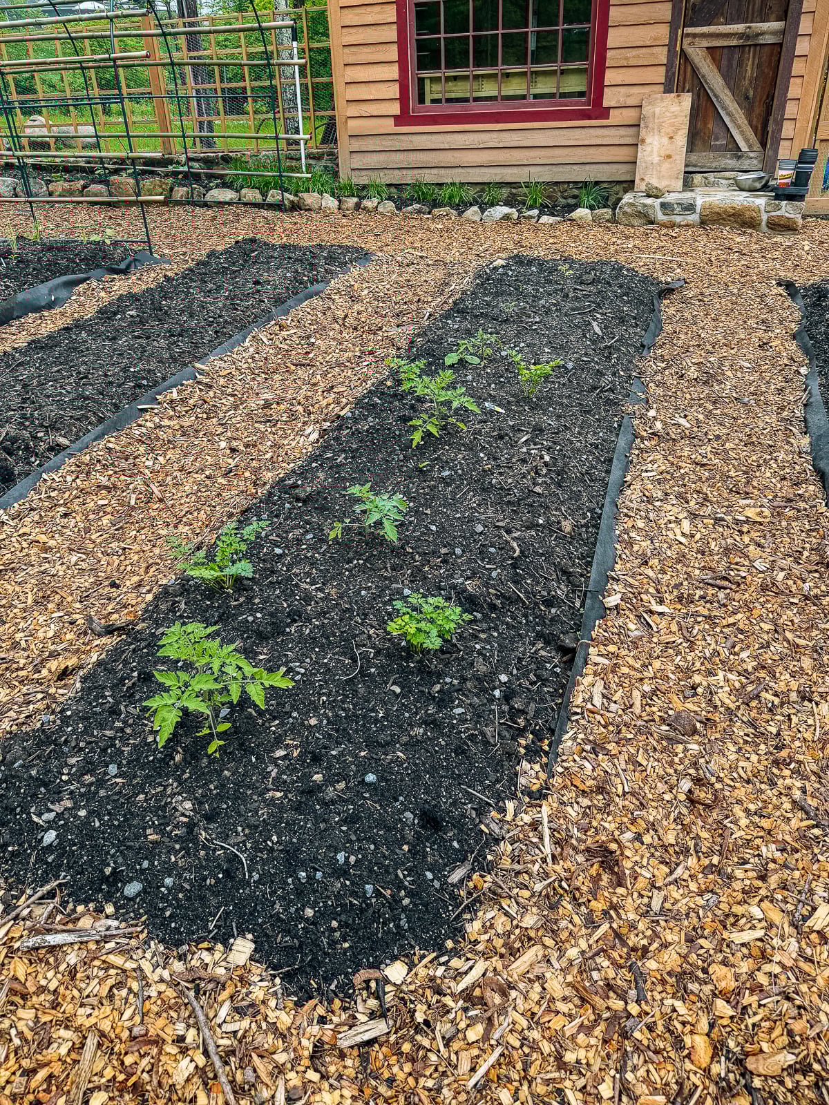 plants growing in garden bed