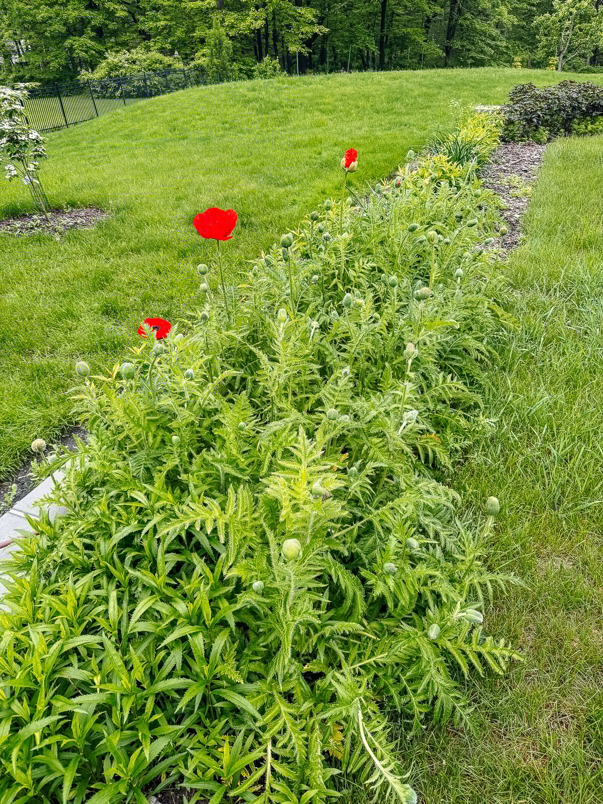 poppies growing on the mound