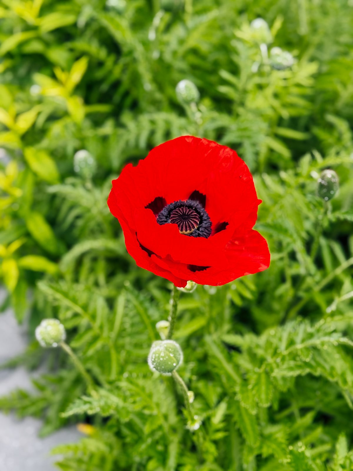 red poppy flower