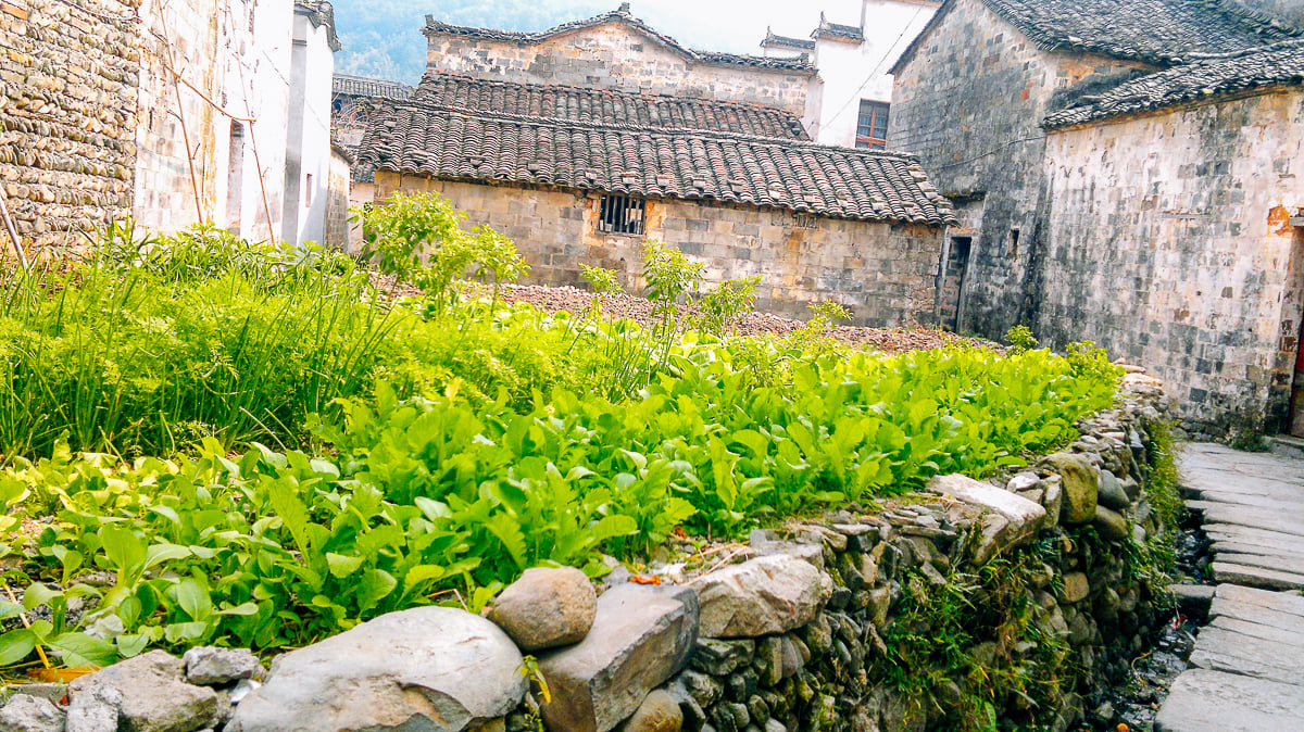 vegetable patch in hongcun china