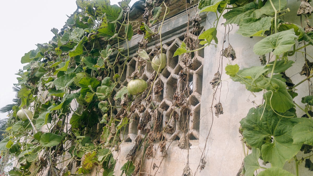gourds growing over courtyard wall